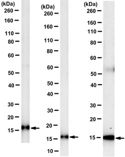 Mitochondrial Pyruvate Carrier 2 (BRP44), Mouse anti-Human, Mouse, Clone:
